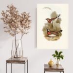 Chestnut-Breasted Ground Thrush Illustration